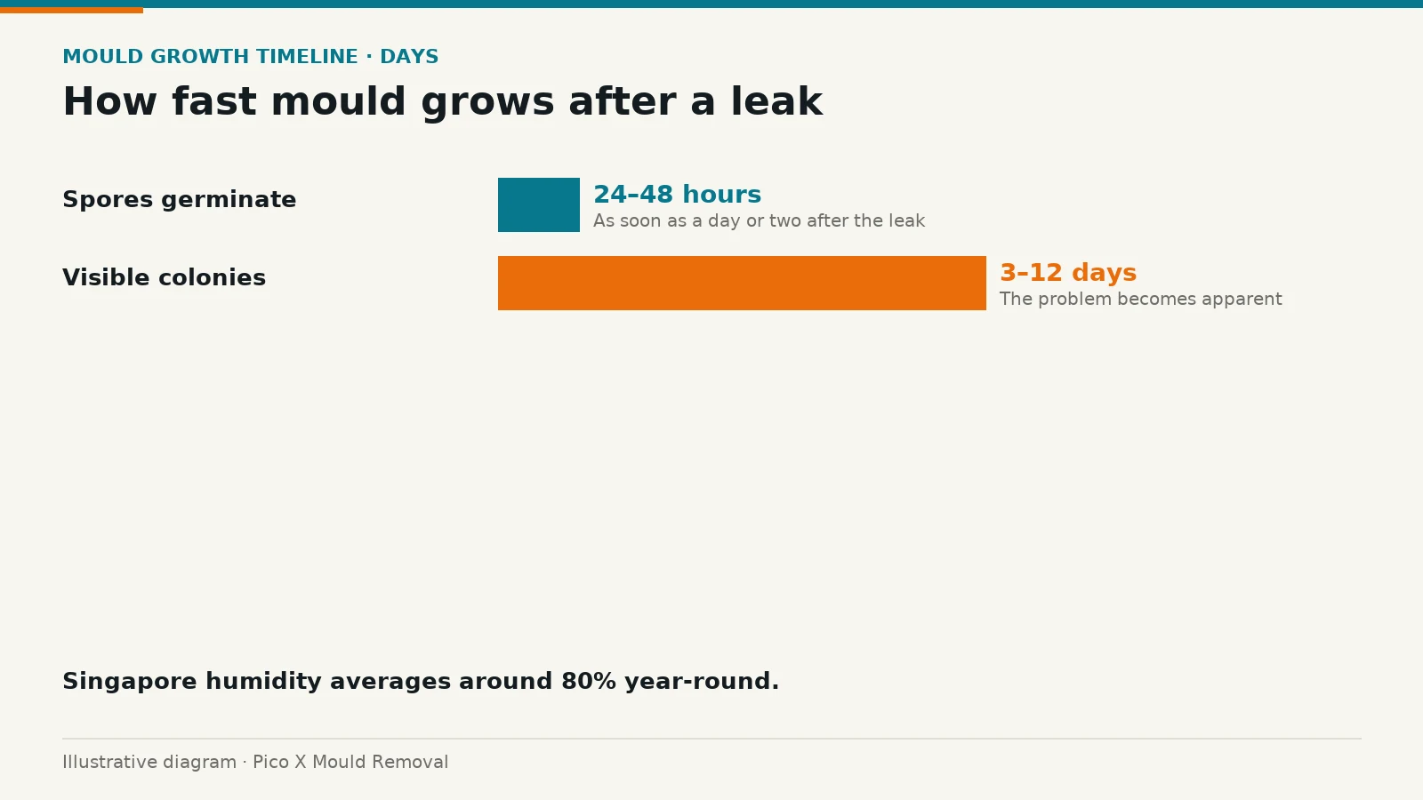 Illustrated diagram of how fast mould grows after a leak, drawn from the article to help Singapore homes prevent mould.